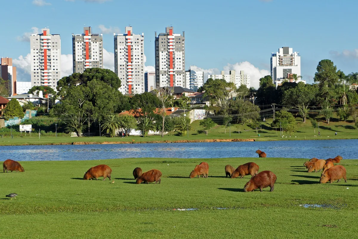 Capivaras deitadas na grama do Parque Barigui perto do lago